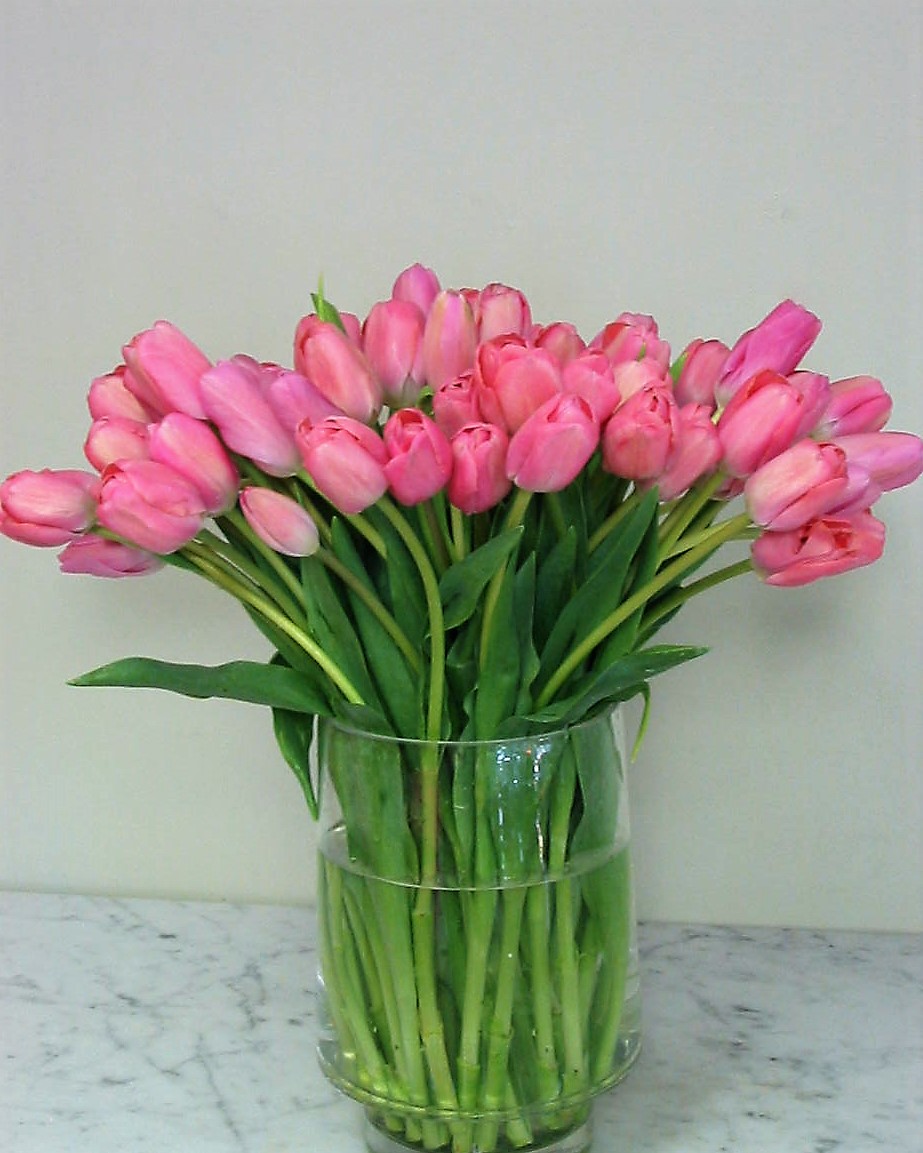 Pink Tulip Fantasy - 60 Pink Tulips
